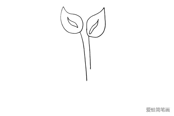 第四步:在花朵的下方我们画出它细细的茎。