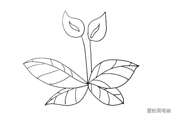 第七步:接着画出叶子上面的纹理。