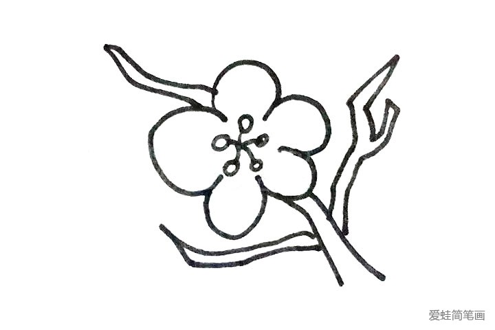 2.画出梅花的枝干。