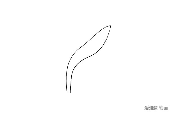 第一步:首先用二条曲线画出它的叶子.窄窄的长长的。