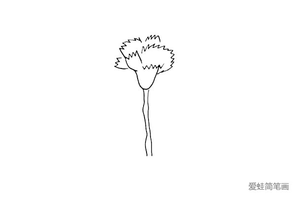 第四步:画出它的茎.花茎要画出几个凸起的部位。