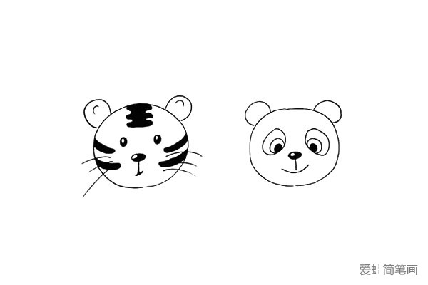 第十二步:接着再画出熊猫的圆耳朵.注意位置。
