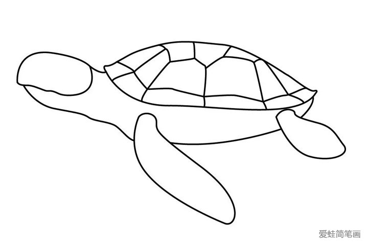 5.再画海龟灵活的四肢。