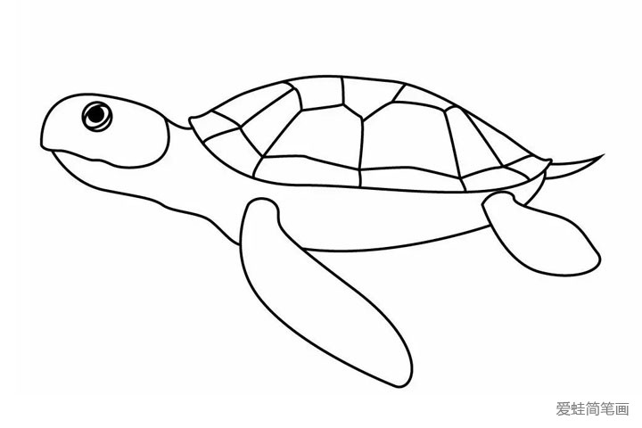 6.给海龟添加眼睛和尾巴~ 一只栩栩如生的海龟就诞生啦！
