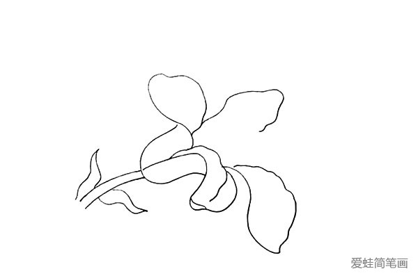 6.然后用不规则的曲线画出中间和下方的花瓣。