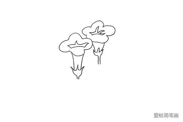 4.用同样的方法画出另外一朵牵牛花。
