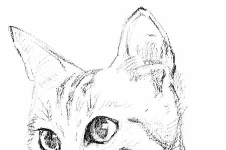猫咪侧面轮廓简笔画图片