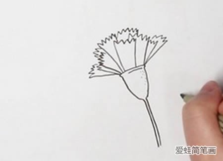 康乃馨怎么画简单又漂亮