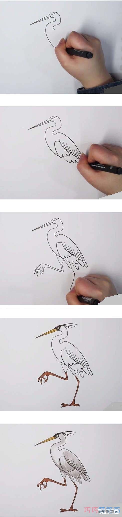 苍鹭的足怎么画图片