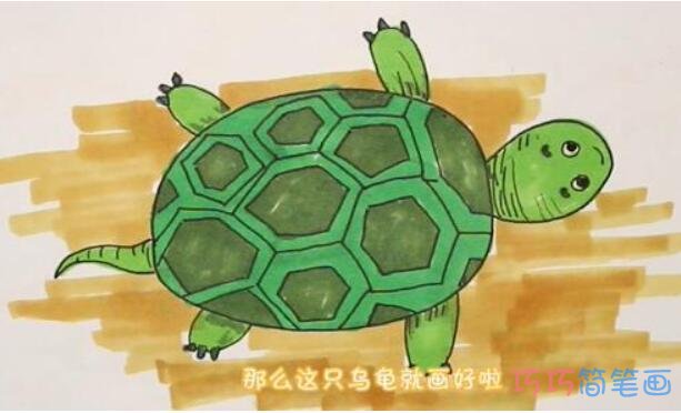 教你一步一步绘画小乌龟简笔画