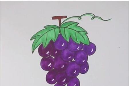 教你怎么画葡萄简笔画