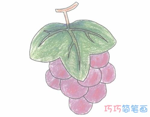 手绘彩色葡萄简笔画