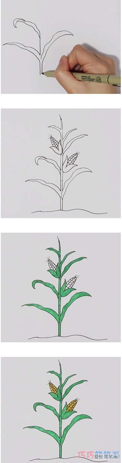 手绘一棵玉米简笔画