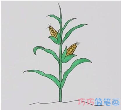 手绘一棵玉米简笔画
