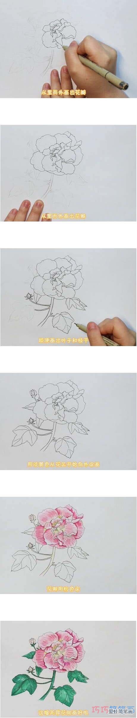 教你一步一步手绘芙蓉花