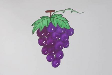 紫色葡萄简笔画