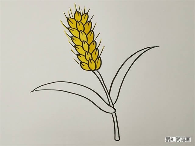 画麦穗教案图片