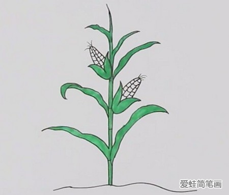 一颗玉米简笔画