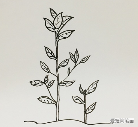 茶树简笔画
