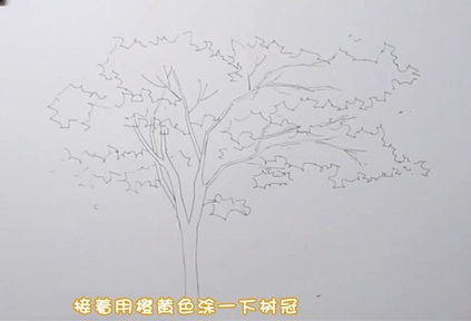 枫树怎么画简笔画