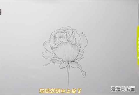 玫瑰花怎么画