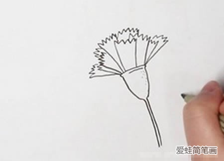 康乃馨如何画简单又漂亮