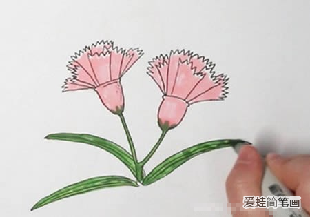 康乃馨如何画简单又漂亮