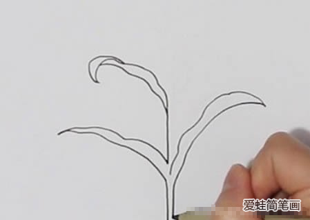 玉米树如何画简笔画