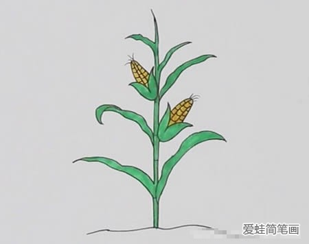 玉米树如何画简笔画