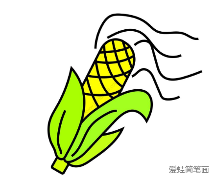 成熟的玉米简笔画