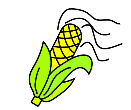 成熟的玉米简笔画