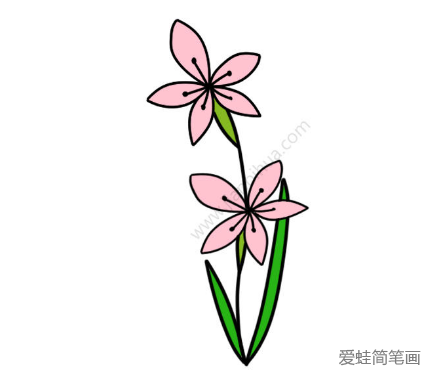 粉色的水仙花简笔画