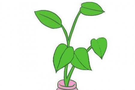 绿萝植物的画法