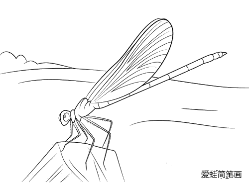 落在草上的蜻蜓简笔画怎么画