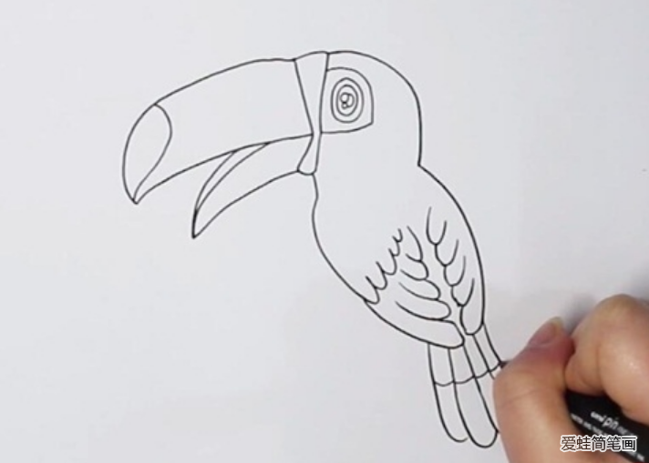 漂亮的大嘴鸟的画怎么画