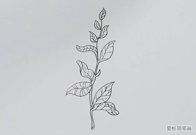 茶树怎么画简单又漂亮